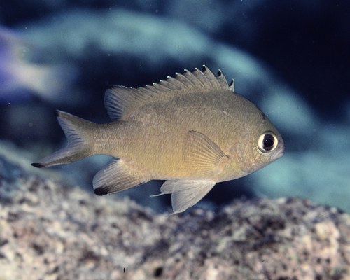Azurina lepidolepis