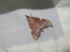 Deana hybreasalis