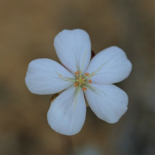 Drosera citrina
