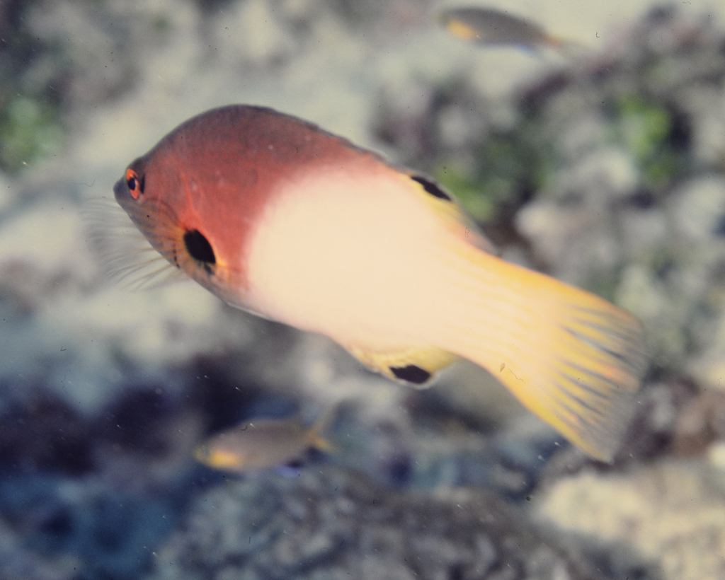 Axilspot Hogfish