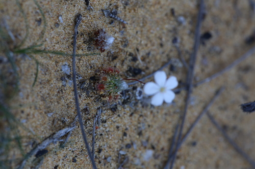 Drosera citrina