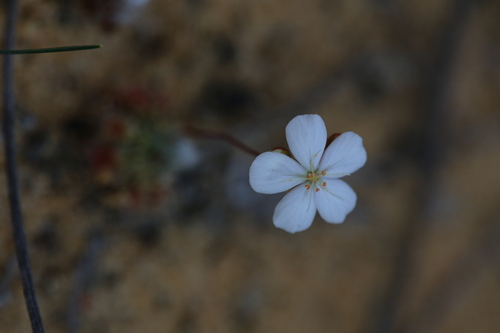 Drosera citrina