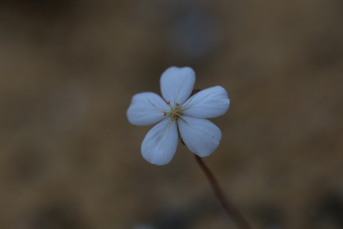 Drosera citrina