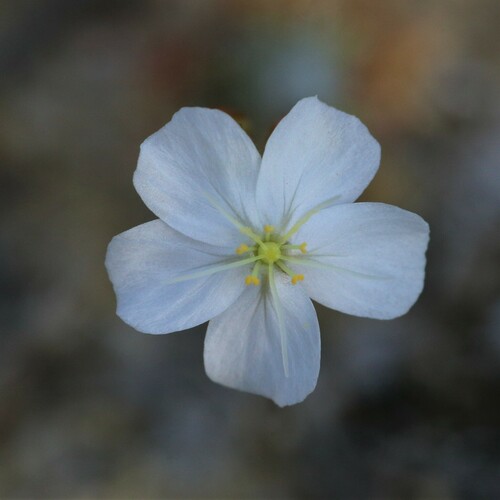 Drosera citrina
