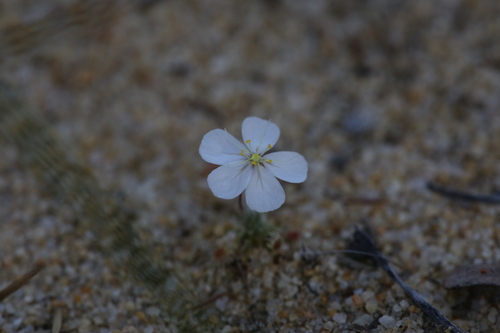 Drosera citrina