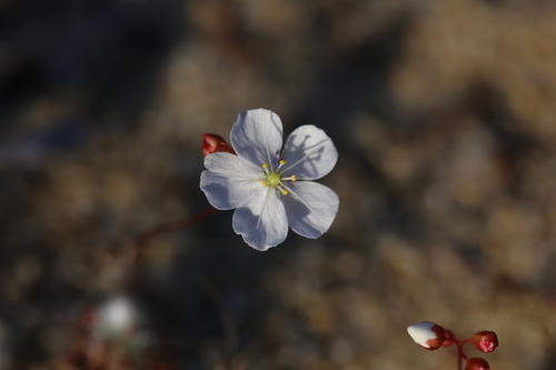 Drosera citrina