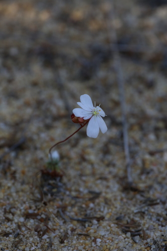 Drosera citrina