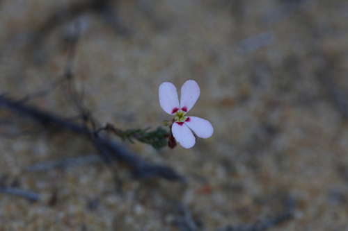 Trigger-on-stilts (Stylidium adpressum)
