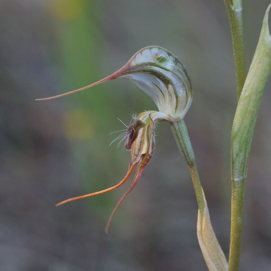 Pterostylis exserta