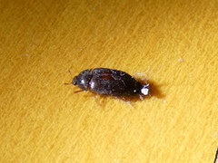 Attagenus
