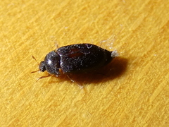 Attagenus