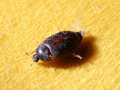 Attagenus