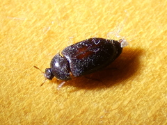 Attagenus
