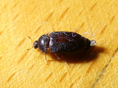 Attagenus