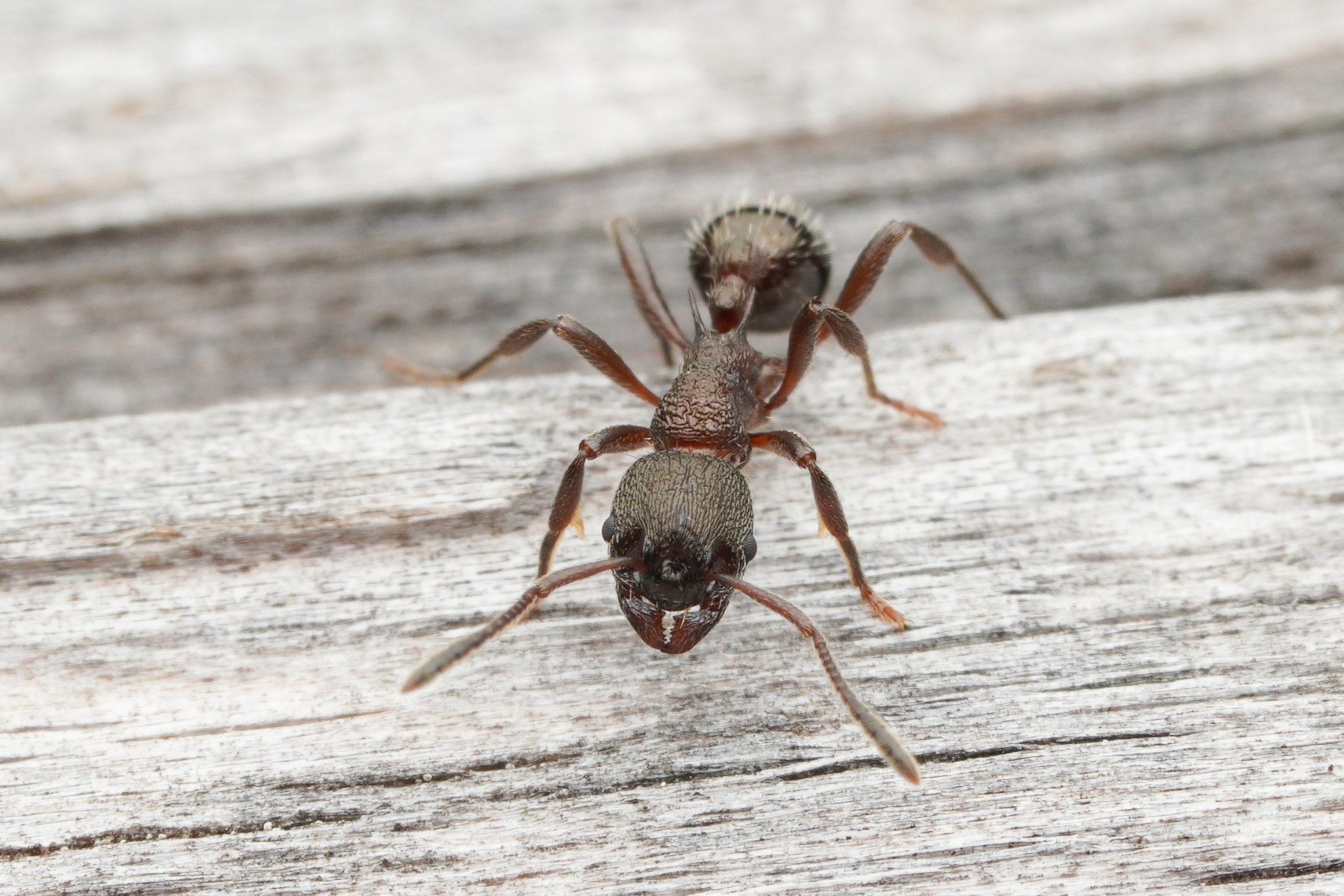 Myrmica kurokii