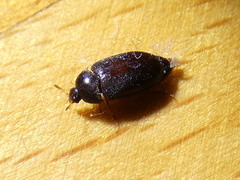 Attagenus