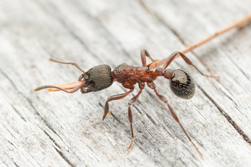 黑木红蚁Myrmica kurokii