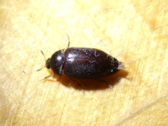 Attagenus