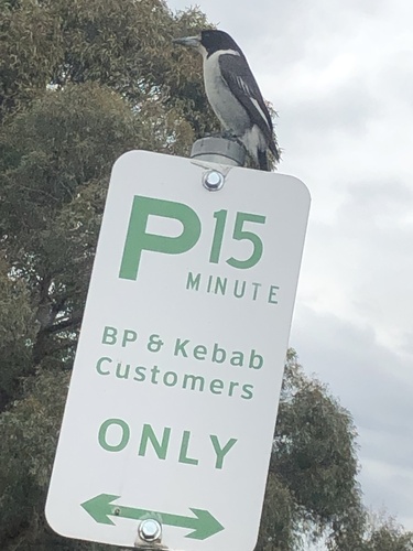 Grey Butcherbird, Stud Rd, Rowville, VIC, AU, photo 9 of 10