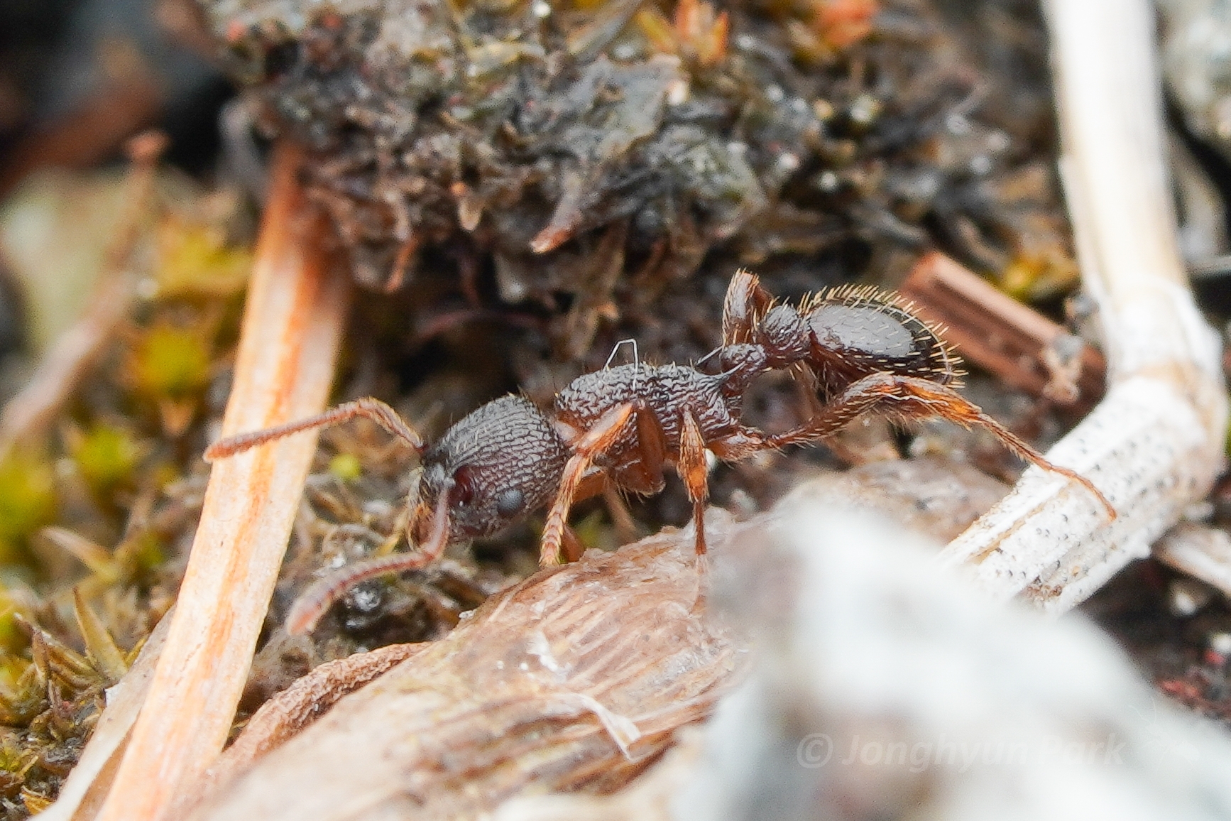 Myrmica onoyamai