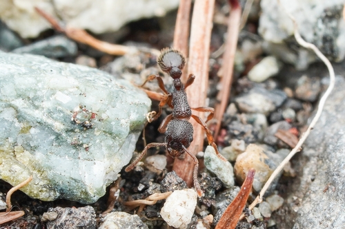 Myrmica onoyamaiMyrmica onoyamai