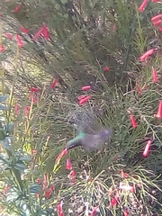 Cynanthus latirostris