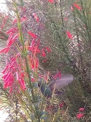 Cynanthus latirostris