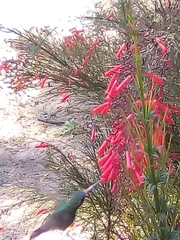 Cynanthus latirostris