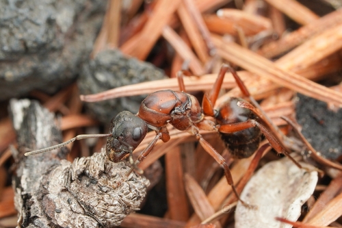 Blood-red Field Ant photo 3