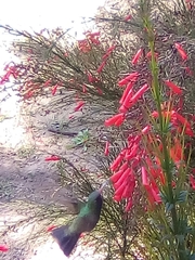 Cynanthus latirostris