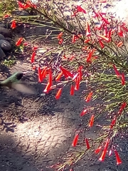 Cynanthus latirostris