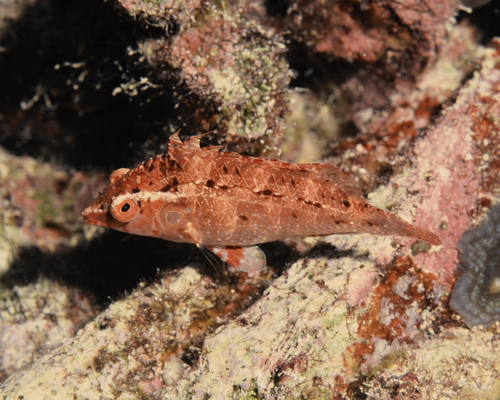Pteragogus turdus