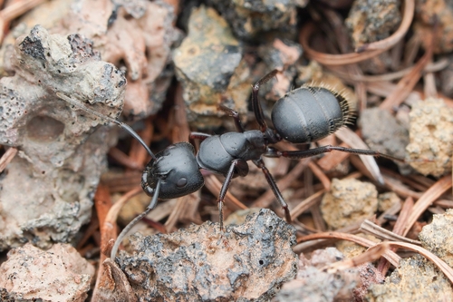 Hercules Carpenter Ant
