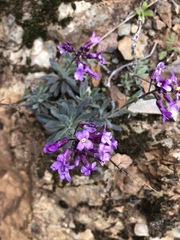 Boechera breweri breweri