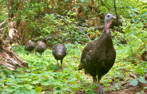 Wild Turkey photographed in Nebraska