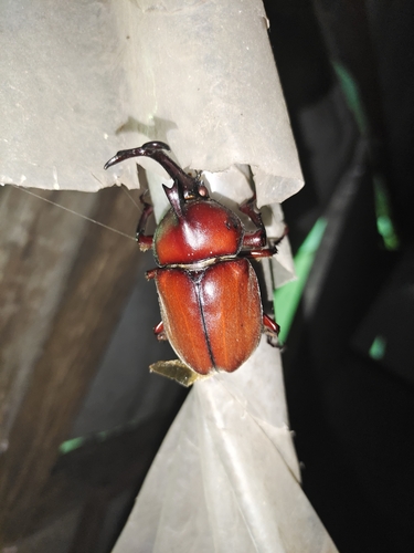 Japanese Rhinoceros Beetle