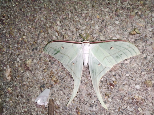 Chinese Moon Moth