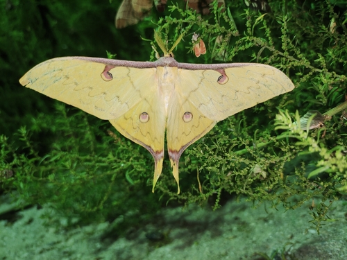 South China Moon Moth
