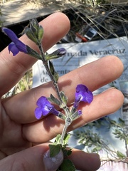 Salvia chamaedryoides