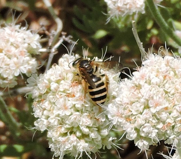 Wide-striped Furrow Bee