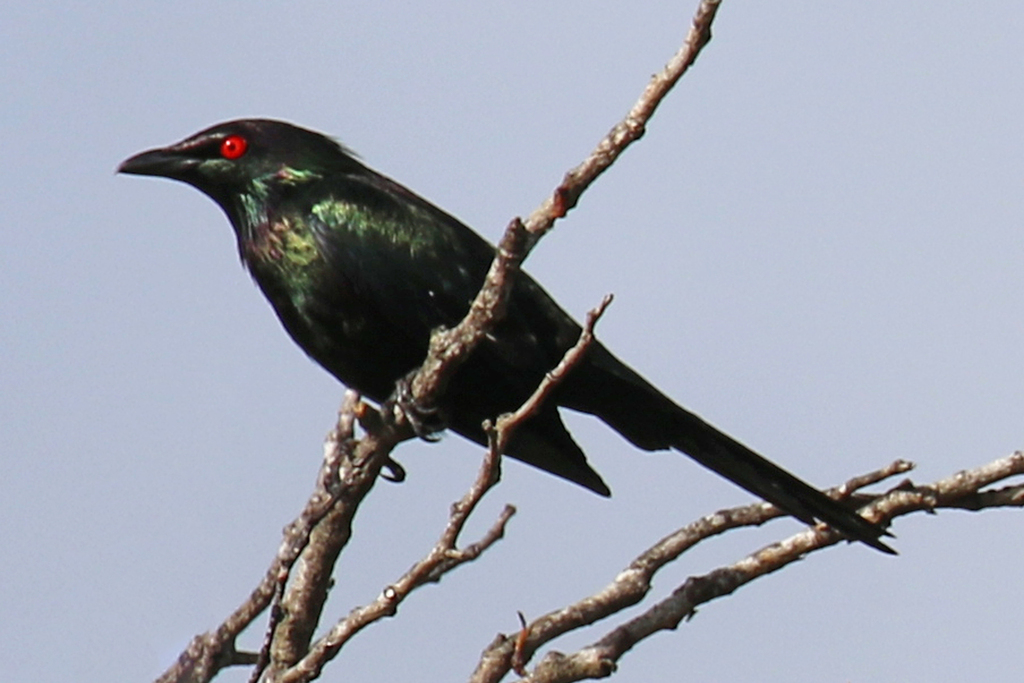 Metallic Starling from Cairns QLD, Australia on September 13, 2023 at ...