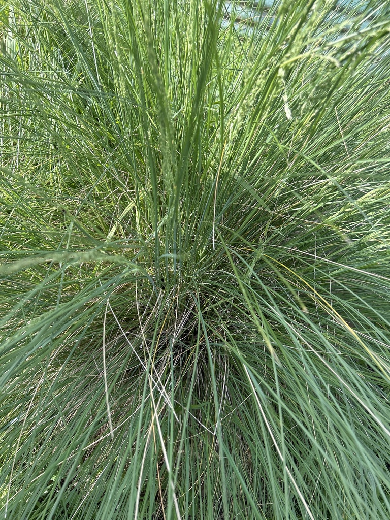 common tussock grass from Frankston Primary School, Frankston, VIC, AU ...