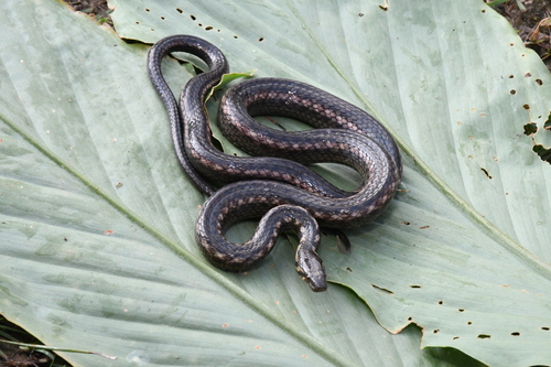Photo of a Fire-back Keelback (Hebius igneus)