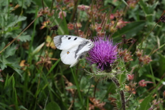 Parnassius nordmanni