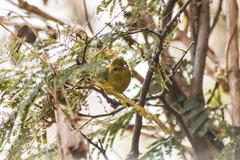 Vireo hypochryseus