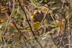 Vireo hypochryseus
