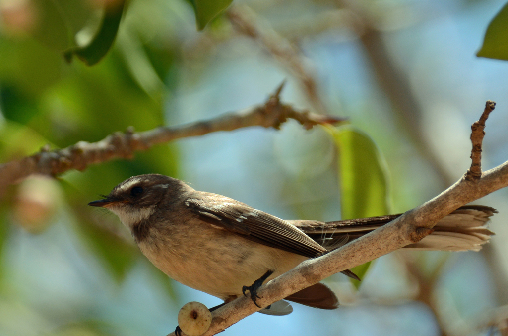 Mangrove Fantail from Broome WA, Australia on September 20, 2019 at 02: ...