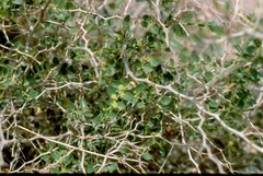 Ziziphus lotus