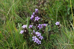 Gentianella caucasea