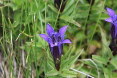 Gentiana septemfida